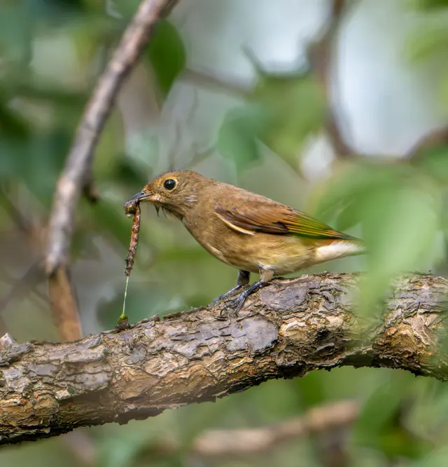 野生动物 · Nikon Z8, 600mm, f/6.3, 1/2500s, ISO 2500