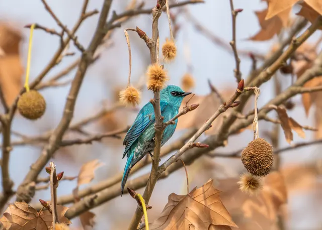 野生动物 · Nikon Z8, 600mm, f/6.3, 1/1600s, ISO 320