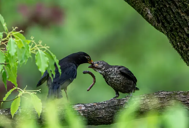 野生动物 · Nikon Z8, 600mm, f/6.3, 1/640s, ISO 2000
