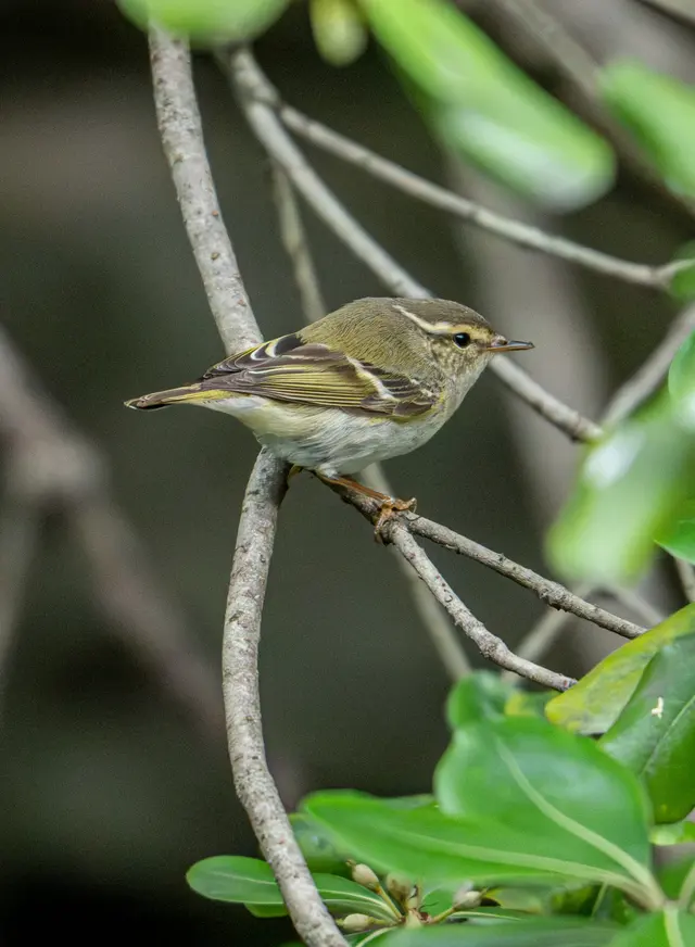野生动物 · Nikon Z8, 600mm, f/6.3, 1/1000s, ISO 12800