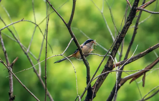 野生动物 · Nikon Z8, 900mm, f/6.3, 1/1250s, ISO 800