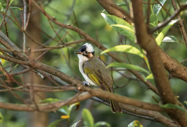野生动物 · Nikon Z8, 600mm, f/6.3, 1/1250s, ISO 2000