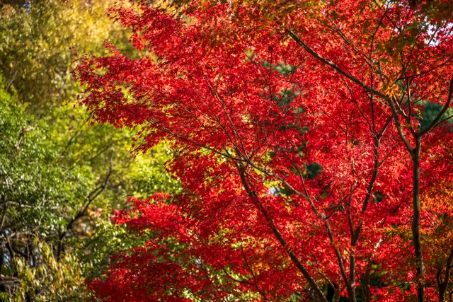 自然风光 · Nikon Z8, 75mm, f/2.8, 1/400s, ISO 64