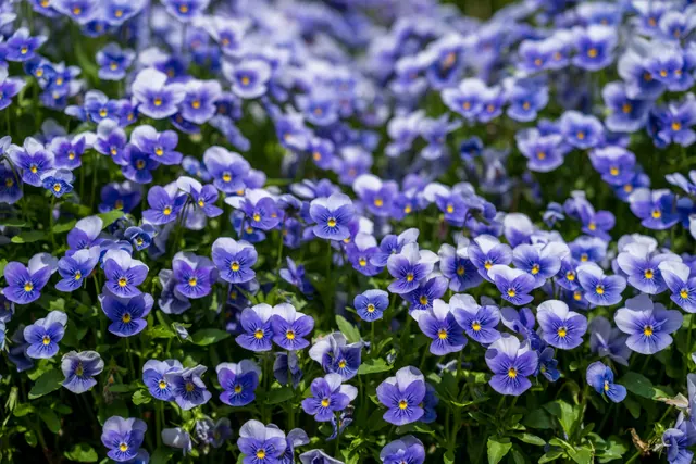 自然风光